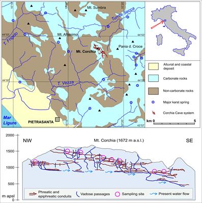 Composition and Structure of Phosphate-Rich Parietal Crusts and Nodules in Monte Corchia Cave, Alpi Apuane (Central Italy)